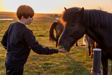 Ein Junge füttert ein schwarzes Pferd mit frischem Gras, während die Sonne im Hintergrund untergeht.