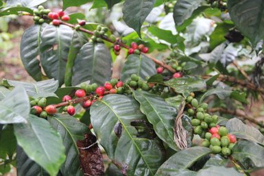 Reife Kaffeekirschen an einer Pflanze – Tansania mit Kindern