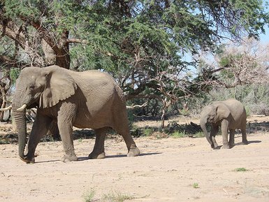 Ein großer Elefant schreitet majestätisch durch eine trockene Landschaft, während ein kleinerer Elefant ihm folgt.