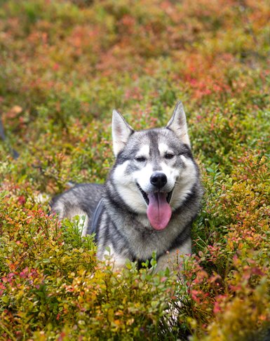 Ein fröhlicher Husky sitzt in buntem, niedrigem Gestrüpp und zeigt seine Zunge, umgeben von leuchtenden Pflanzen.