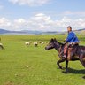 Ein fröhlicher Junge reitet auf einem schwarzen Pferd über eine grüne Wiese, umgeben von Schafen und Bergen im Hintergrund.