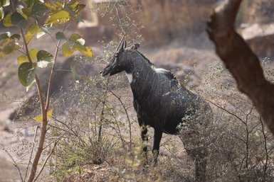 Ein Nilgauantilope steht majestätisch in der Wildnis, umgeben von dornigen Sträuchern und sanften Lichtstrahlen.
