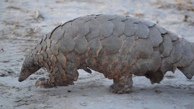 Ein Tier läuft über Steine durch die Natur - Namibia Reise mit Kindern