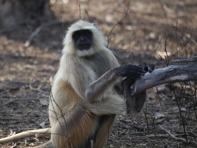 Ein indischer Langur sitzt entspannt auf dem Boden und hält einen Ast mit seinen Händen, umgeben von trockenen Zweigen.