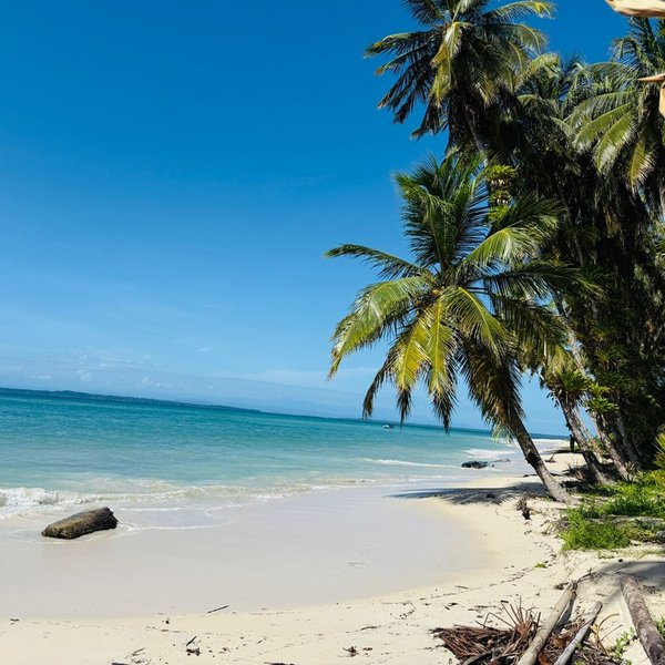 Ein ruhiger Strand mit feinem, weißem Sand und sanften Wellen, umgeben von hohen Palmen unter einem strahlend blauen Himmel.