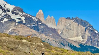 Ein Guanako steht auf einem Felsen, während majestätische Berge im Hintergrund unter einem klaren blauen Himmel thronen.