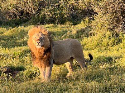 Ein Löwe steht mächtig in der Savannenlandschaft des Kariega Game Reserve – Garden Route Familienreise