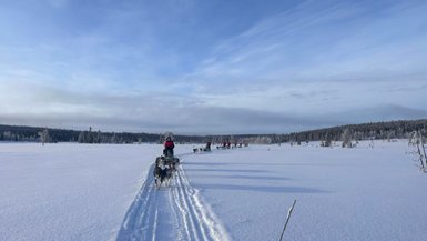 Eine Gruppe von Hundeschlitten zieht durch eine schneebedeckte Landschaft unter einem klaren blauen Himmel.