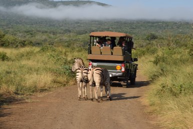 Zebra läuft vor einem Safari-Jeep im Hluhluwe-iMfolozi Park in KwaZulu-Natal – Südafrika Reise mit Kindern
