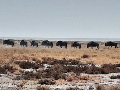 Eine Herde Gnus läuft durch die Savanne - Namibia Familienurlaub