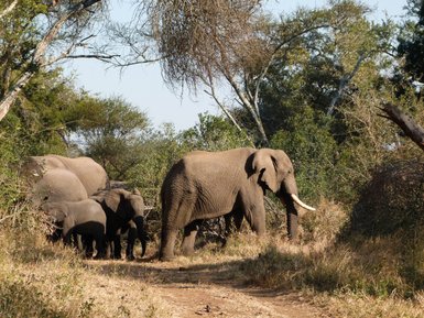 Gruppe von Elefanten frisst gemeinsam Gras und Zweige in der südafrikanischen Savanne – Südafrika Reise mit Kindern