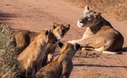 Löwe mit Jungen in Savanne - Kenia for family individuell - Kenia mit Kindern individuell bereisen
