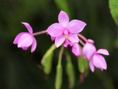 Zarte rosa Orchideenblüte in tropischer Umgebung – Costa Rica Reise mit Kindern