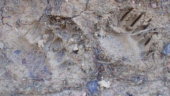 Zwei deutlich sichtbare Pfotenabdrücke im weichen, erdigen Boden, umgeben von kleinen Steinen und trockenen Nadeln.