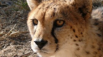 Ein Gepard schaut aufmerksam in die Ferne - Namibia Rundreise mit Kindern