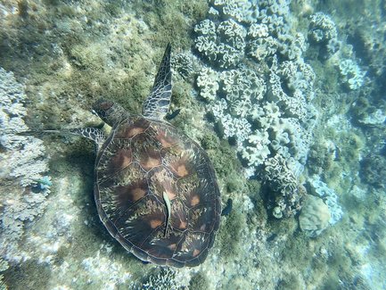 Eine Meeresschildkröte schwimmt über bunten Korallen, umgeben von klarem Wasser und einer lebendigen Unterwasserlandschaft.