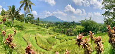 Üppige Teeplantagen und grüne Landschaft rund um Ubud – Bali mit Kindern