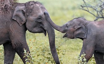Elefanten bewegen sich durch das hohe Gras im Gal Oya Valley Nationalpark – Sri Lanka Familienreise