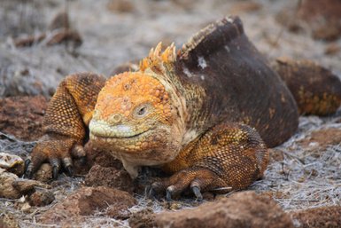 Ein Leguan mit orangefarbenen Schuppen liegt entspannt auf dem Boden, umgeben von Steinen und trockenem Gras.