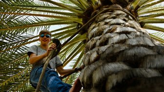 Kind klettert auf eine Dattelpalme in Al Hamra – Oman Familienreise