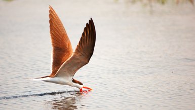 Ein Vogel bei der Futtersuche auf einem Fluss - Namibia Familienurlaub