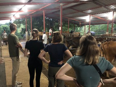 Kühe im Stall der Farm der Tamarind Gardens – Sri Lanka Reise mit Kindern