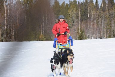Eine Person in einem roten Anorak fährt mit einem Hundeschlitten durch eine verschneite Winterlandschaft.