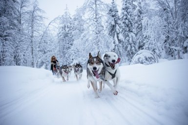 Eine Gruppe fröhlicher Huskys zieht einen Schlitten durch eine verschneite Winterlandschaft, während Bäume im Hintergrund sichtbar sind.