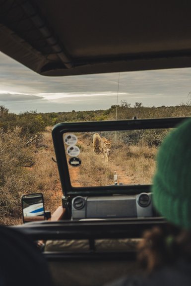 Löwen sichtbar bei Safari im Addo Nationalpark - Südafrika mit Kindern
