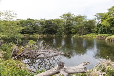 Die Mzima Quellen umgeben von grünen Bäumen und Büschen
