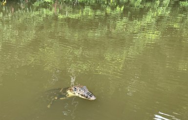 Ein Krokodil schwimmt an der Oberfläche eines trüben Gewässers, umgeben von üppigem, grünem Pflanzenbewuchs.