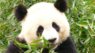 Panda genießt Bambus in einem Schutzgebiet in China – China Familienreise