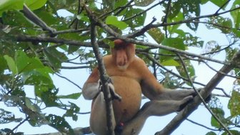 Nasenaffe ruht auf einem Baum im grünen Blätterdach des Dschungels – Malaysia & Borneo Familienreise