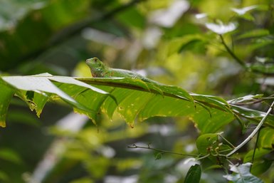 Nahaufnahme eines grünen Leguans im Manuel Antonio Nationalpark – Costa Rica Familienreise