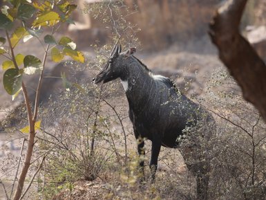 Ein Nilgauantilope steht majestätisch in der Wildnis, umgeben von dornigen Sträuchern und sanften Lichtstrahlen.