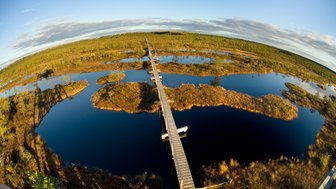 Eine Holzbrücke führt über ein ruhiges Moor, umgeben von üppigem Grün und kleinen Wasserflächen, unter einem klaren Himmel.