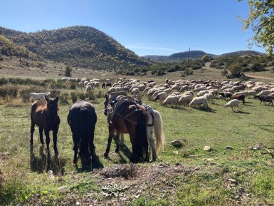 Drei Pferde stehen auf einer Wiese, während eine große Herde Schafe im Hintergrund grast, umgeben von sanften Hügeln.