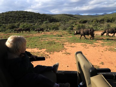 Kind sitzt gespannt im Jeep und beobachtet Hausbüffel auf Safari in der Buffelsdrift Game Lodge – Garden Route Familienreise