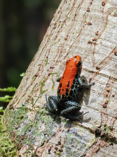 Ein leuchtend orangefarbener Frosch mit schwarzen Punkten sitzt auf einer Baumrinde im Amazonas-Regenwald.