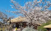 Ansicht eines Gebäudes und eines Kirschblütenbaumes - Südkorea for family - Familienreisen nach Südkorea mit Kindern