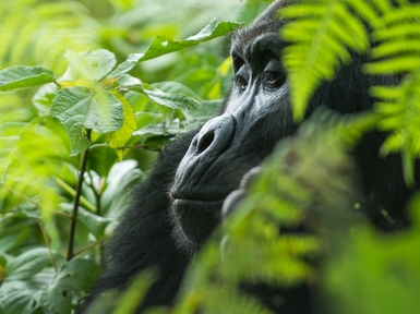 Ein Gorilla sitzt ruhig im dichten Grün, umgeben von Blättern und Farnen, mit einem nachdenklichen Ausdruck auf seinem Gesicht.