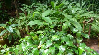 Pflanzen und Gewürze im satten Grün des Gartens – Sri Lanka Familienreise