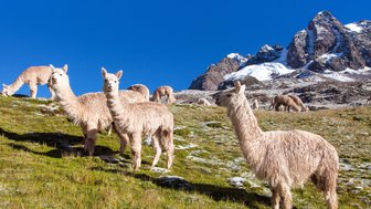 Eine Gruppe von Alpakas grast friedlich auf einer grünen Wiese, umgeben von schneebedeckten Bergen und klarem blauen Himmel.