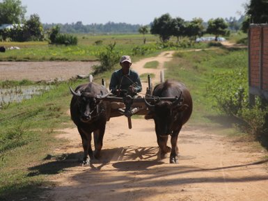 Traditioneller Transport mit Ochsenkarren – Kambodscha mit Kindern