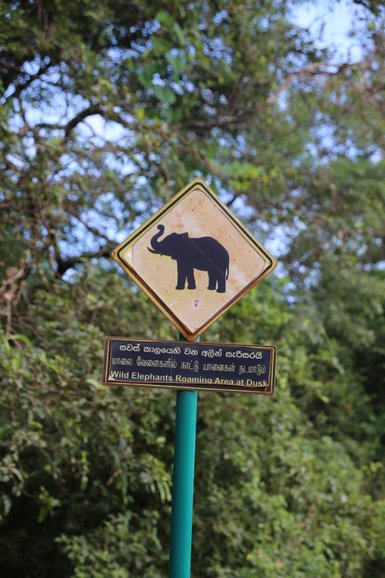 Verkehrsschild mit Elefantensymbol am Straßenrand – Sri Lanka Reise mit Kindern
