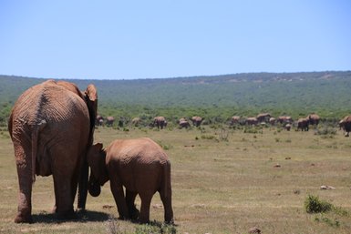 Elefantenmutter mit ihrem Kind zusammen in der weiten Savanne des Addo Nationalparks – Garden Route mit Kindern