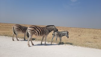 Drei Zebras stehen am Rand einer Straße - Namibia Familienurlaub