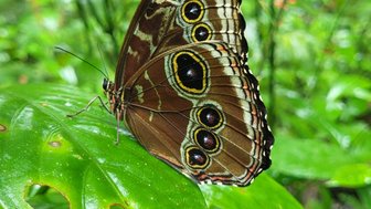Nahaufnahme eines bunten Schmetterlings im EcoCentro Danaus in Alajuela – Costa Rica Familienreise