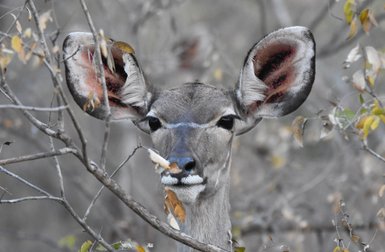 Ein Kudu schaut mit seinen großen Ohren aufmerksam direkt in die Kamera