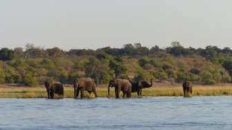 Eine Gruppe von Elefanten steht am Ufer des Chobe-Flusses, umgeben von üppiger Vegetation und sanften Hügeln im Hintergrund.